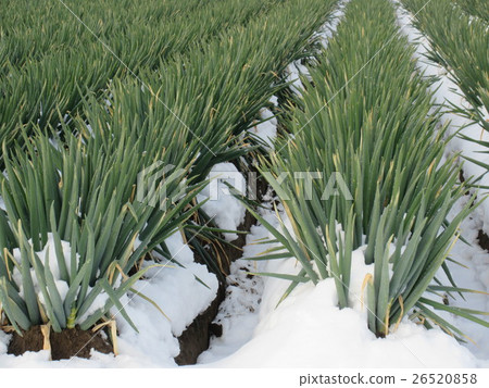 雪韭蔥春天領域 雪韭蔥春天領域 26520858