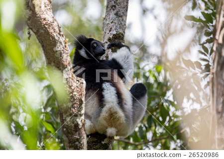 Black and white Lemur Indri on tree 26520986