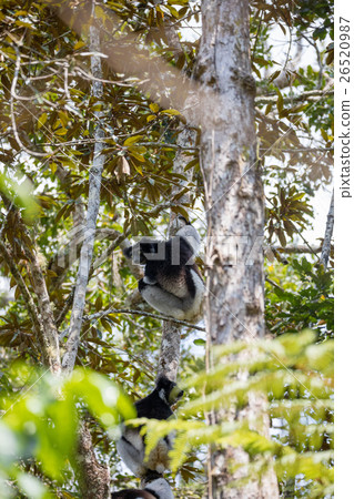 Black and white Lemur Indri on tree 26520987