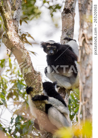 Black and white Lemur Indri on tree 26520988