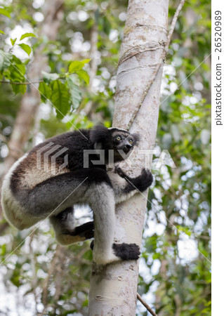 Black and white Lemur Indri on tree 26520989