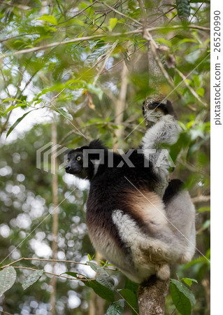 Black and white Lemur Indri on tree Black and white Lemur Indri on tree 26520990