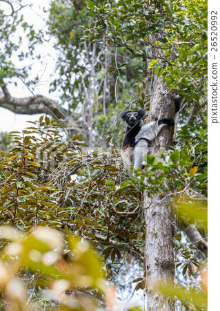 Black and white Lemur Indri on tree 26520992