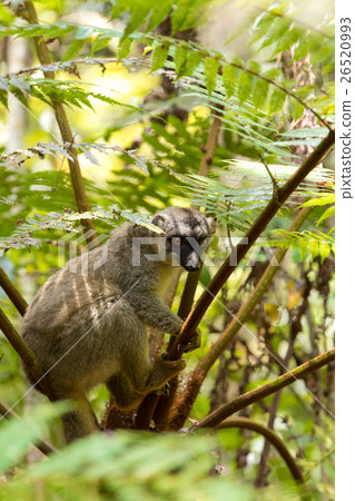 Common brown lemur in top of tree Common brown lemur in top of tree 26520993