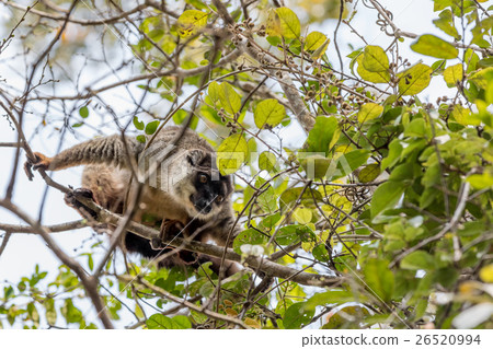 Common brown lemur in top of tree 26520994