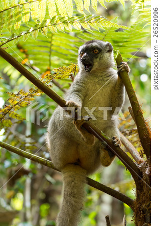 Common brown lemur in top of tree 26520996