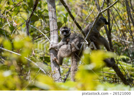 Common brown lemur with baby on back 26521000