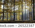 Autumn Beech Forest  26522387
