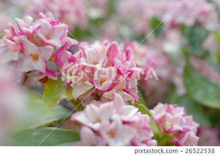 Flowering of Shen flower Flowering of Shen flower 26522538