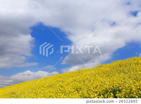 強姦開花 強姦開花 26522695