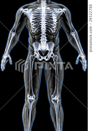 anatomy 26522788
