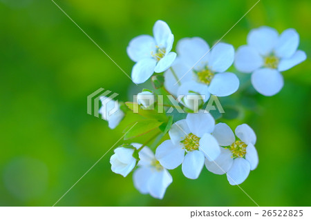 Snowy flower (close-up) 26522825