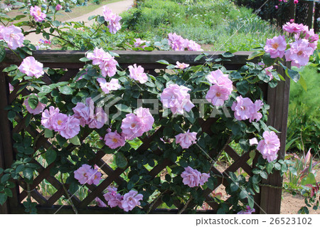 Roses twilight 26523102