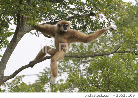 White gibbon 26523109