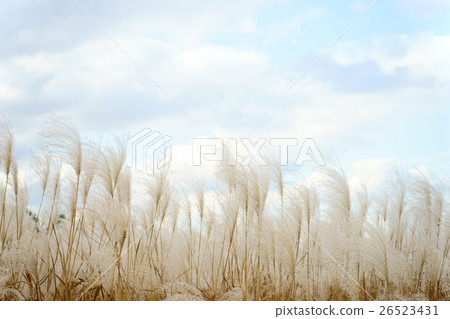 Late Autumn Susuki 1 Late Autumn Susuki 1 26523431