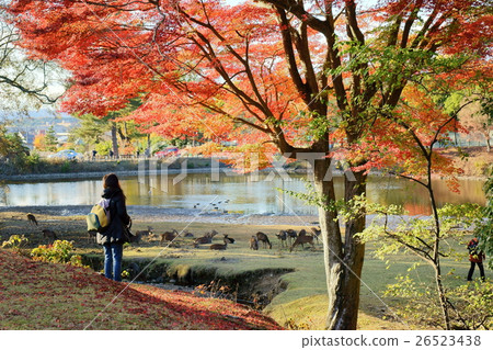 forever and ever 26523438