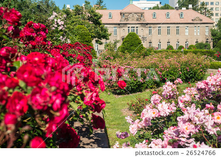 札幌大通公園玫瑰 札幌大通公園玫瑰 26524766