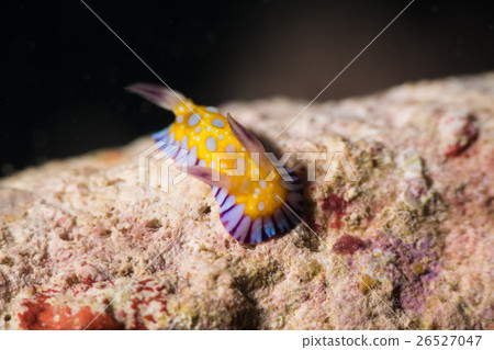 Bob San Umiji 26527047