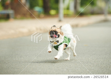 Running dog Running dog 26528514