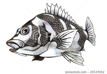 Fish illustration 26529362