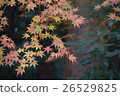 楓 26529825