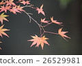 楓 26529981