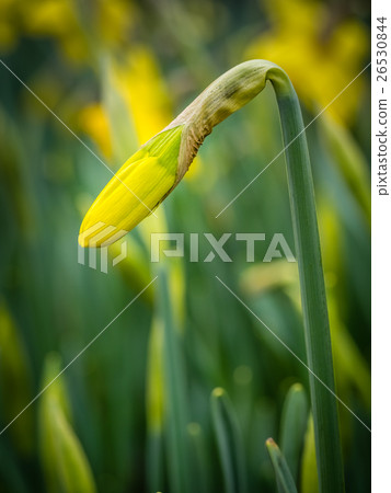 Closed daffodil bud 26530844
