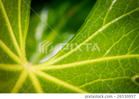 Large leaf texture Large leaf texture 26530857