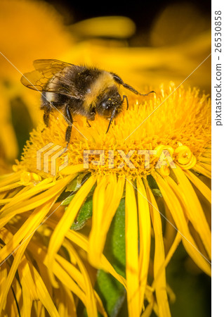 Bee collecting pollen 26530858