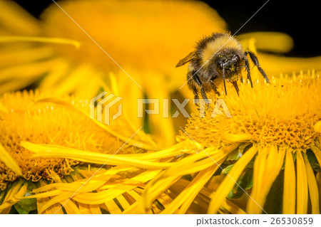 Bee collecting pollen 26530859