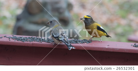 Evening Grosbeaks on a deck having a seed lunch. Evening Grosbeaks on a deck having a seed lunch. 26532301