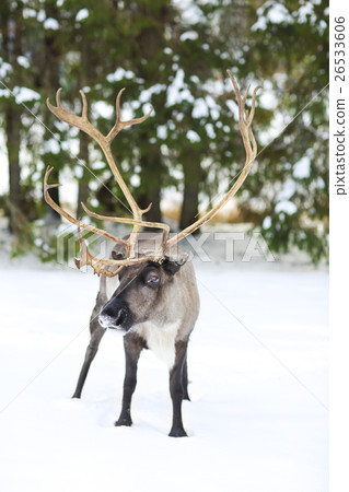 reindeer in its natural environment in scandinavia 26533606