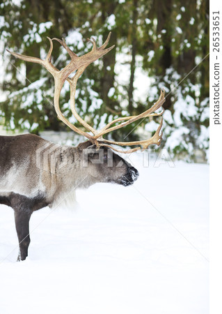 reindeer in its natural environment in scandinavia 26533651