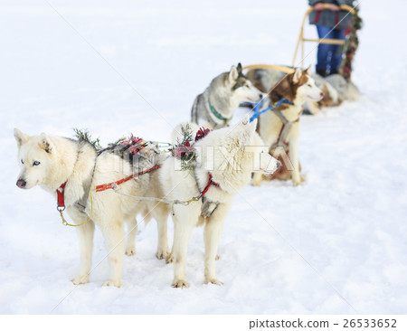 Sledding with husky dogs Sledding with husky dogs 26533652