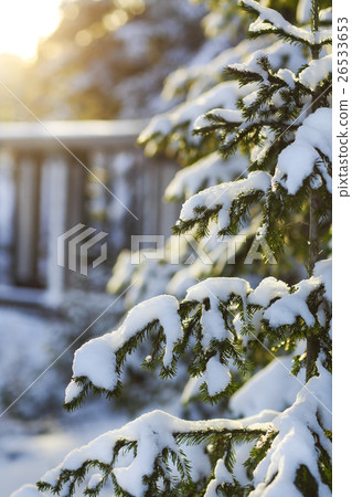 Fir branches covered with snow 26533653
