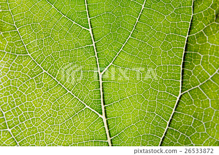 Leaf abstract background texture with veins 26533872