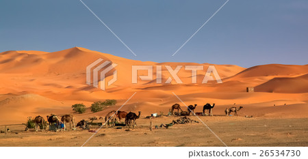 Camels at the dunes 26534730
