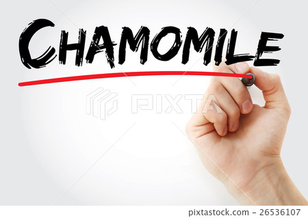 Hand writing Chamomile with marker Hand writing Chamomile with marker 26536107
