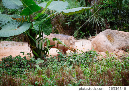 Desert Warthog 26536846