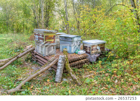 Dump of old wooden hives, abandoned in woods Dump of old wooden hives, abandoned in woods 26537253