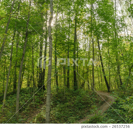 Path in summer green forest Path in summer green forest 26537256