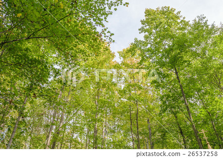 View the sky through the treetops in green forest View the sky through the treetops in green forest 26537258