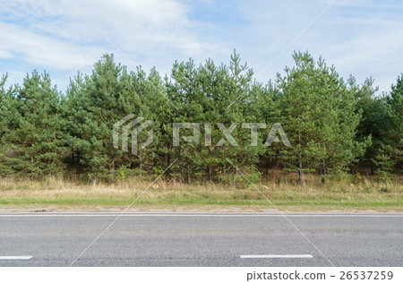 Green pine forest along an asphalt road (highway) 26537259