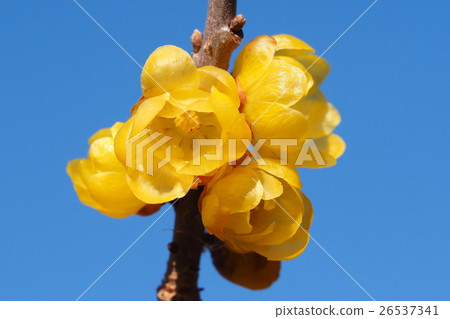 洛白花 26537341