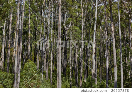 Forest in summer Forest in summer 26537878