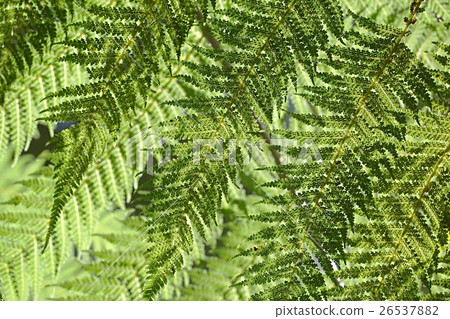 Fern leaves background Fern leaves background 26537882