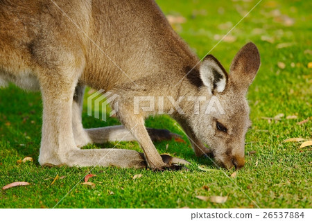 Kangaroo 26537884