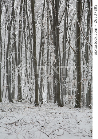 Winter forest Winter forest 26537895
