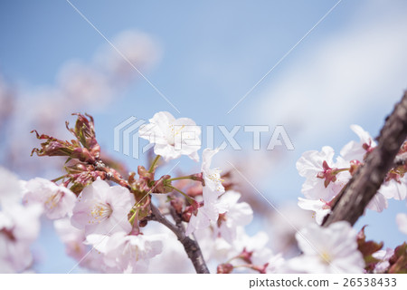 櫻花盛開 26538433