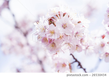 櫻花盛開（高調表達） 26538434